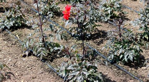 8 Reasons Your Dahlia S Leaves Are Turning Yellow And How To Fix It Epic Gardening