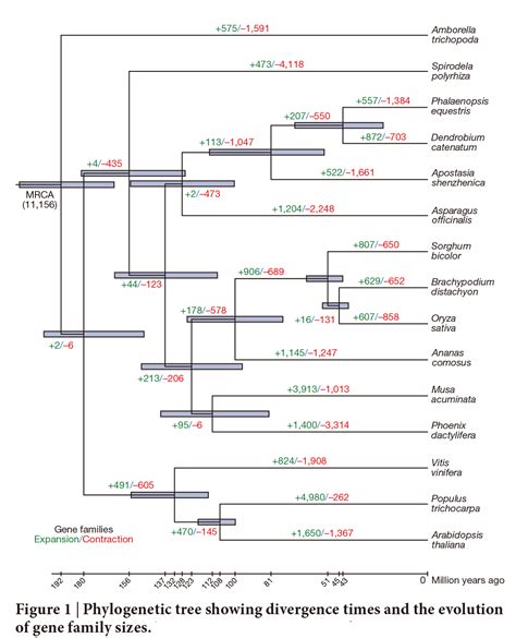 科学网—nature：深圳拟兰基因组与兰科植物进化（letter） 郝兆东的博文