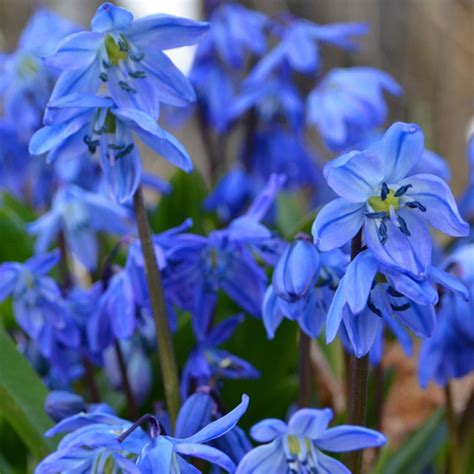 Where To Place Siberian Squill In Feng Shui Characteristics