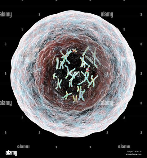 Human cell with chromosomes, illustration. Chromosomes, which consist of two identical ...