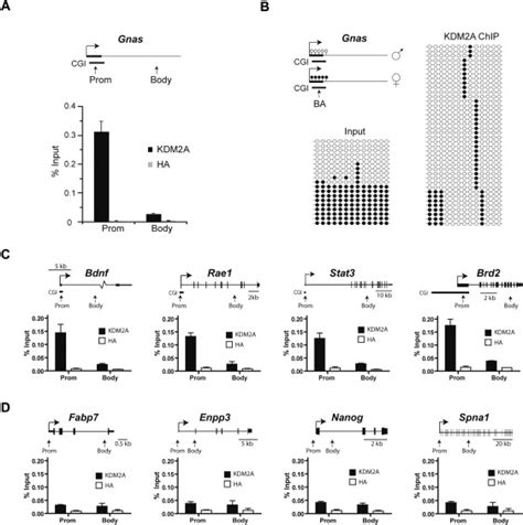 Kdm2a Binds To Nonmethylated Cpg Islands Download Scientific Diagram