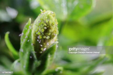 Sap Sucking Insects Fotografías E Imágenes De Stock Getty Images