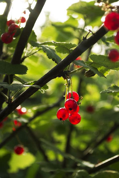 Wallpaper Food Nature Red Branch Fruit Green Blossom Berries