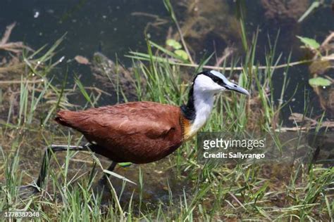 Jacana Bird Photos And Premium High Res Pictures Getty Images