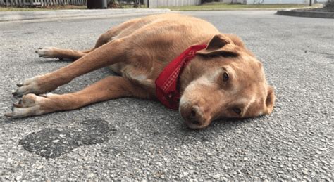 Primeros Auxilios A Un Perro Accidentado Mascotas Blog