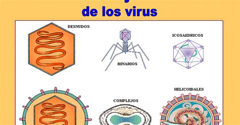 Conoce Los Microbios Virus Y Agrupaciones Virales