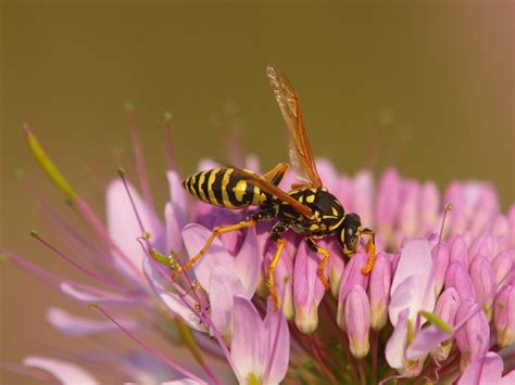 European Wasp - ClimateWatch Australia- Citizen Science App