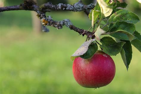 Apfel Apfelbaum Rot Kostenloses Foto Auf Pixabay