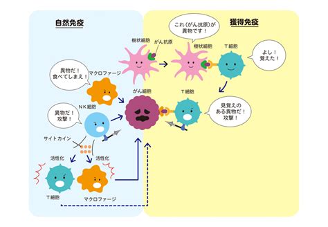 がんの発生と免疫｜がん免疫 がん免疫とは 小野薬品 がん情報 一般向け