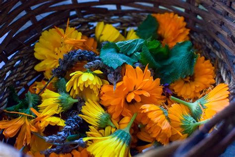 Homemade Dried Flower And Herb Potpourri A Quaint Life