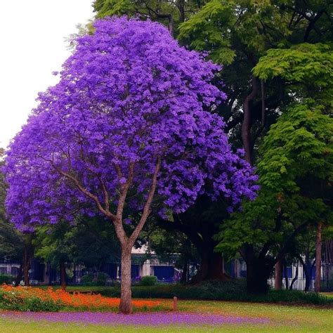 Muda De Ipê Roxo Floração Roxa E Ideal Para Quintal