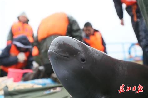 10多头江豚武汉城区江段戏水 “微笑天使”常驻武汉中国网