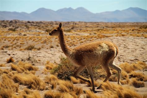 Fotos Gratis Paisaje Naturaleza Pradera Desierto Animal Turista