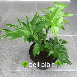 Promo Tanaman Hias Philodendron Selloum Philo Jari Tanaman Hias