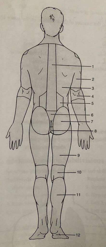 Anatomy And Physiology Test 1 Study Guide Part 3 Diagram Quizlet