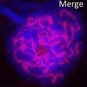 Open Highlights Sex Chromosomes Do It Differently Plos Collections