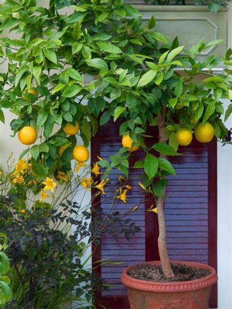 Hgtv How To Grow A Lemon Tree In A Pot I Must Try This Plants