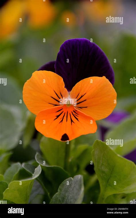 Single Viola Cornuta Admire Orange Purple Wing Horned Pansy Flower