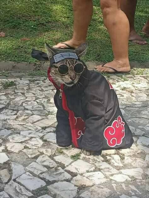 Name This Picture Naruto Memes Naruto Cute Cat Cosplay