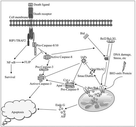 Schematic Representation Of The Two Major Apoptotic Signaling Pathways