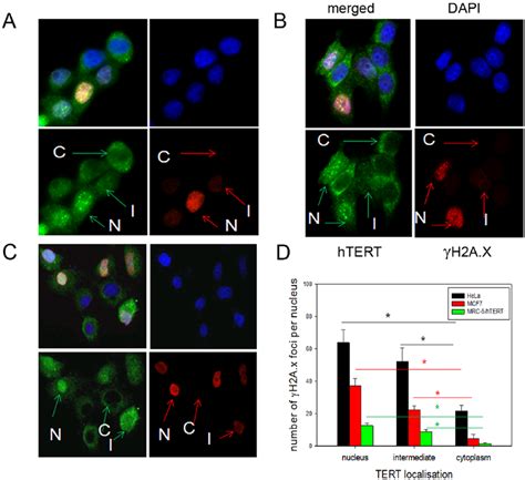 Nuclear Tert Localization Correlates With High Dna Damage Levels After