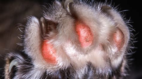 Red Paws in Dogs: Causes and Remedies – PawSafe