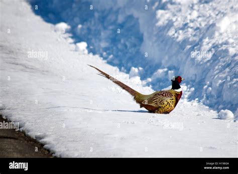 Pheasant In The Snow Stock Photo Alamy