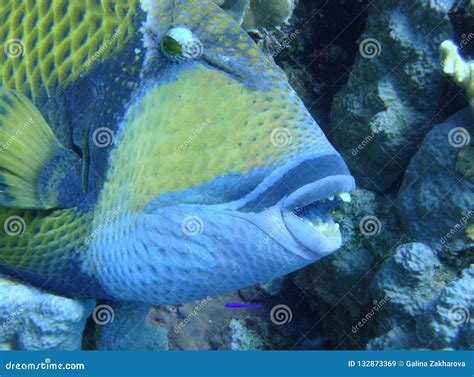 Colorful Underwater World Of The Red Sea Triggerfish On The Coral Reef