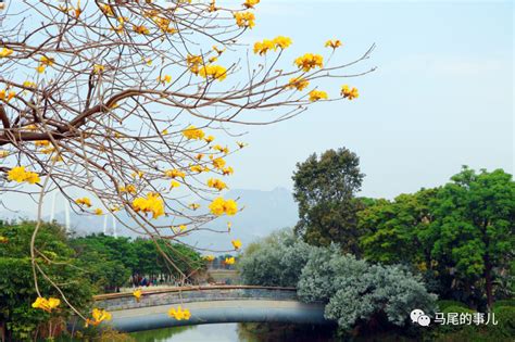 马尾黄花风铃木“金”艳绽放，快去拍照呀！福州要闻新闻频道福州新闻网