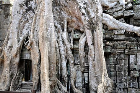 Cambodia Jungle Temples Image Gallery