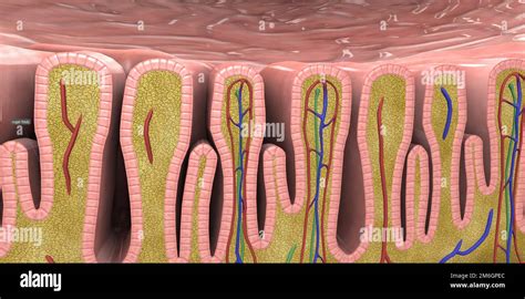 Mucosal Membrane Small Intestine