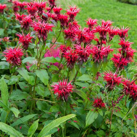 Bergamotplant Cambridge Scarlet – Sprinklr