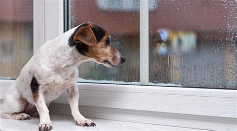 Dog Anxiety: Know The Signs And How To Help Your Pup