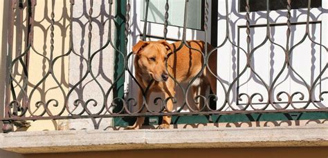 10 Best Guard Dog Breeds For Apartment Life