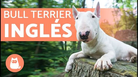 Todo sobre el Bull Terrier características cuidados y curiosidades