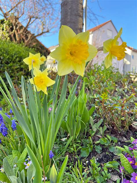 Narzissen Ostern Osterblumen Kostenloses Bild Auf Pixabay Pixabay