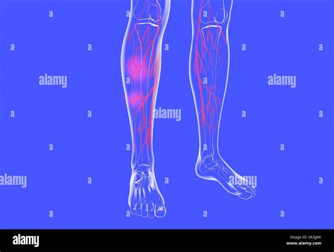 Illustration Anatomique Transparente D Des Jambes Humaines Montrant