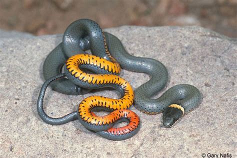 Ring necked snake - Alchetron, The Free Social Encyclopedia