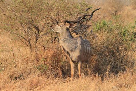 Greater Kudu Stock Image Image Of Kudu Fauna Head 45498275