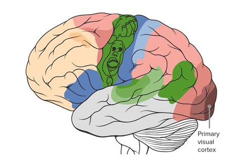 Corteza Cerebral Anatom A Concise Medical Knowledge