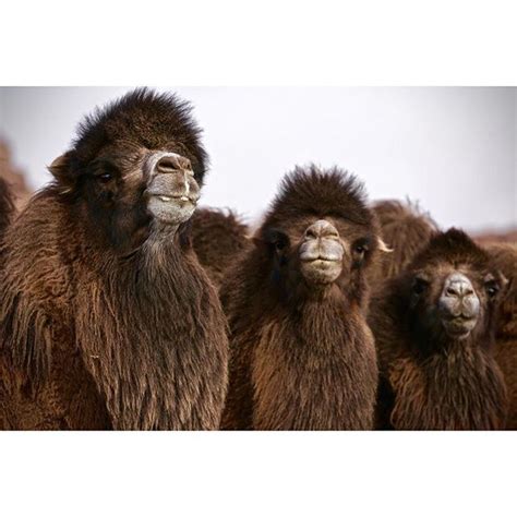 Mongolian Bactriancamel Too Beautiful Not To Share My Homeland