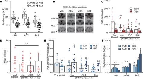 Oxytocin Receptor Knockdown In The Nac Acc And Bla Induces Social