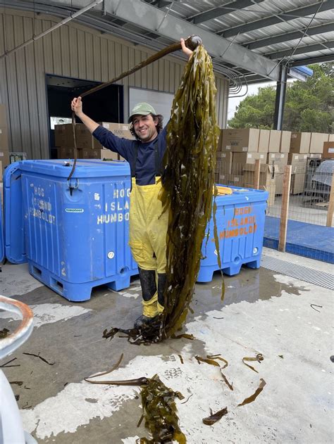 Seeding the California Kelp Farming Industry — GreenWave