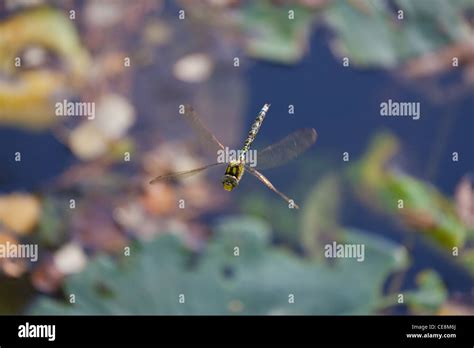 Dragonfly Over Pond Hi Res Stock Photography And Images Alamy