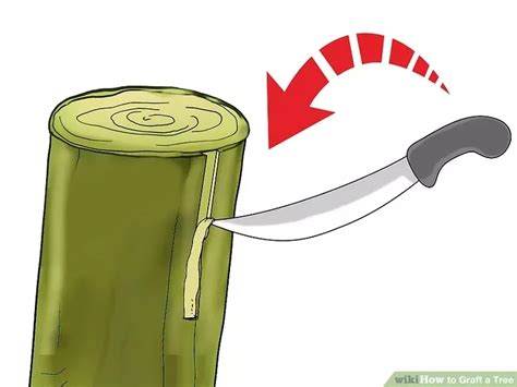 ways  graft  tree artofit