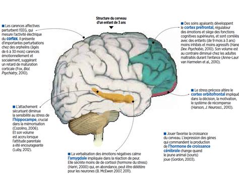 Neurologie Comment L Ducation Modifie La Structure Du Cerveau