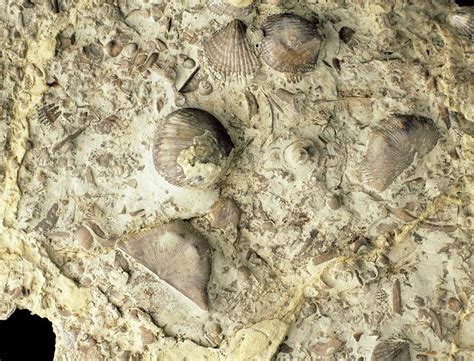 Fossil Brachiopod Shells From The Silurian Period Stock Image E442