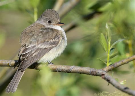 Tyrant Flycatcher Images - Mia McPherson's On The Wing Photography