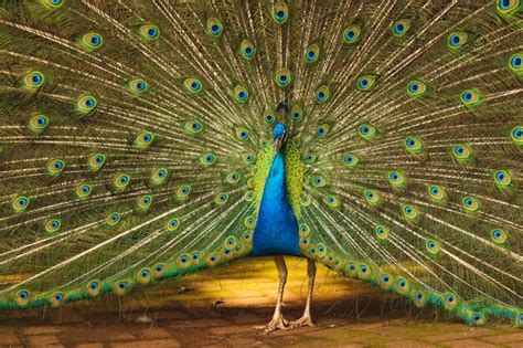 Premium Photo Peacock Feathers