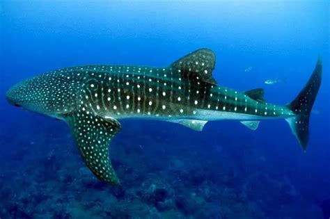 Whale Shark Facts For Kids - Complete Whale Shark Information